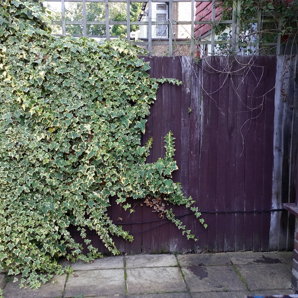 ivy fence