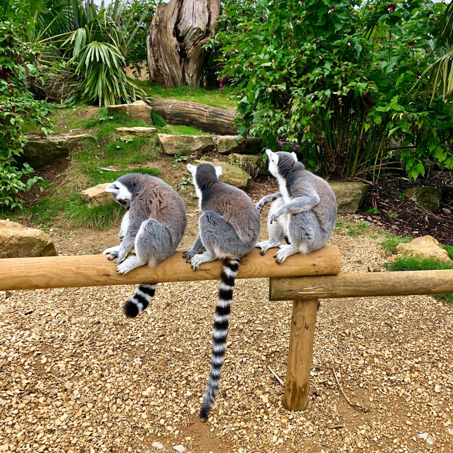 Lemurs at Cotswolds Wildlife Park